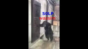 Wassim Emo Tryhard Youtube The best gifs are on giphy. youtube