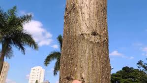 Image result for Centrolobium