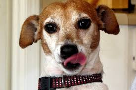 If your cat doesn't improve rapidly and you think an underlying medical condition is causing the vomiting, contact your veterinarian. Dog Lip Smacking At Night In Sleep Causes Dogs Cats Pets