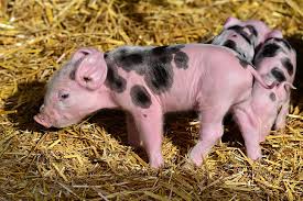 Didi terkenal sebagai seorang maestro campursari. Hd Wallpaper Animal Pig Baby Animal Piglet Wallpaper Flare