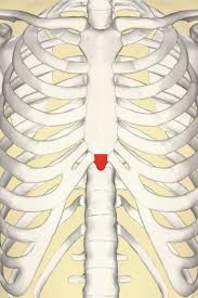 Ribs act like a cage of bones around your chest. Xiphoid Process Pain Lump And Removal