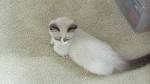Munchkin Kittens for Sale | Buy Munchkin Cat Near Me
