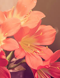 Obituary information for Kathleen "Kit" Loflin Rush