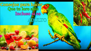 Que Se Le Puede Dar A Un Loro Para Que Hable Tienda Loros
