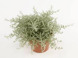 Image result for Helichrysum keilii