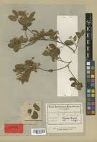 Image result for Grewia microthyrsa