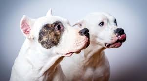 Maybe you would like to learn more about one of these? Dogo Argentino Vs American Pitbull Terrier Breed Comparison