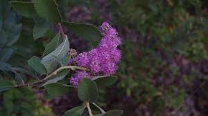 Image result for Spiraea douglasii