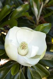 Eau de cologne natural spray. Little Gem Dwarf Southern Magnolia