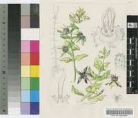 Image result for Brachyachne patentiflora