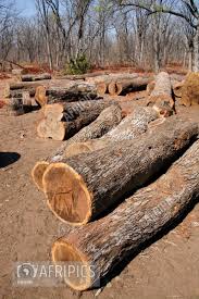 Image result for Combretum imberbe