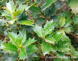 You'll receive email and feed alerts when new items arrive. Holly Trees Shrubs For Sale Georgia Kinsey Family Farm