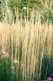 Maybe you would like to learn more about one of these? Best Ornamental Grasses For Midwest Gardens Midwest Living