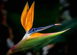 Weeping Bird Of Paradise Flower Birds Of Paradise Flower Birds Of Paradise Paradise Flowers