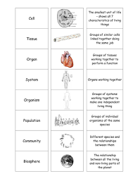 Cells Tissues Organs Cardsort Teaching Resources