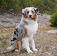 Australian Shepherd Lab Mix Black And White This Is An Australian Shepherd These Dogs Mostly Contain Four Colours Orange Black Silver O Sheep Dog Puppy Australian Shepherd Australian Shepherd Puppies