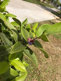 Image result for Memecylon rovumense