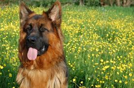 We did not find results for: 8 Different German Shepherd Coat Color Patterns Pethelpful