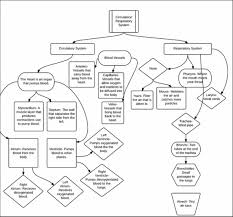 circulatory respiratory system human body systems 101