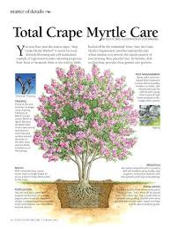 Tlc February 2012 Myrtle Tree Crepe Myrtle Trees Landscaping Plants