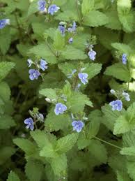 Lodyha je chlupatá ve dvou řadách, poléhavá až vystoupavá. Plastova Dlazba Na Terasu Rozrazil Rezekvitek Kvetenstvi