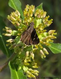 Image result for Croton polytrichus