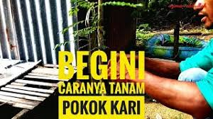 Cara tanam tomato paling mudah dan senang boleh layari instagram saya: Tanam Pokok Kari Ini Caranya Youtube