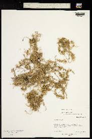 Image result for Sagina abyssinica