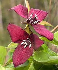Pin On Garden Glory
