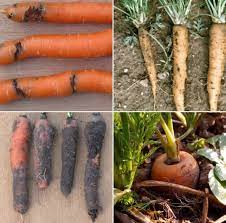 This refers to a logical sequence of factors or links of a chain that are essential to the development of the infectious agent and propagation of disease. Carrot Diseases And Pests Symptoms Control Methods Agri Farming