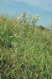 Image result for Erigeron bonariensis