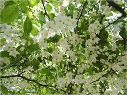 Best flowering trees zone 4. Pin On Garden Plants