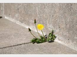 Concrete is porous not solid. Plants Secret 2 An Amazing Life