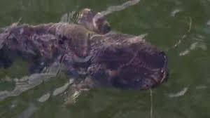 Insects and small animals living in topsoil are most effected in chernobyl. The Mutated Catfish Chernobyl Zone Video By C Dmytro Drabyk Gmail Com Stock Footage 82051796