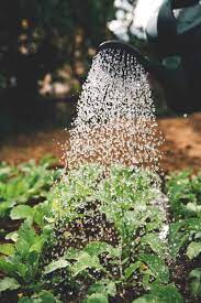 Check spelling or type a new query. Complete Guide On How Often To Water Seedlings 7 Effective Tips
