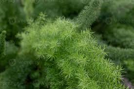 Image result for Asparagus racemosus