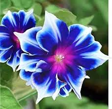 Image result for Ipomoea tricolor