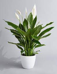 Peace Lily Spathiphyllum Air Purifying Indoor Plant In 4 3d Etsy Lily Plants Peace Lily Plant Plants