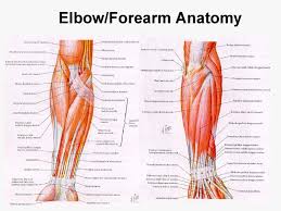 Diagram the movements of the humerus muscles that act on the forearm. Rezultat Slika Za Forearm Anatomy Forearm Anatomy Arm Muscle Anatomy Anatomy