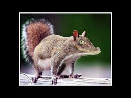 We get it, you all think this sub is garbage and is just for popular opinions, and you want to be funny and post going to be downvoted to oblivion here, but i think racism is bad. Animorphs Funny Animal Pictures Blended In Photoshop Youtube