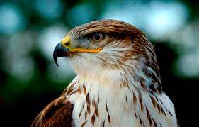 We did not find results for: Marak Diburu Burung Elang Asli Gunung Syawal Ciamis Nyaris Punah