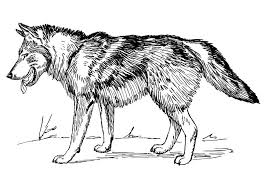 450 43 wolf heulen tier wild. Malvorlage Wolf Kostenlose Ausmalbilder Zum Ausdrucken Bild 22785