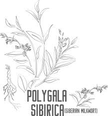 Image result for Polygala persicariifolia
