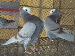 Red Bar Mookee Mukhi Mukhee Pair Show Quality Pigeon Breeds Pigeon Dove Pigeon