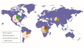 Image result for Lycium schizocalyx