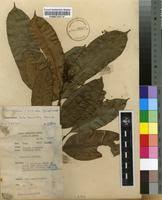 Image result for Picralima nitida