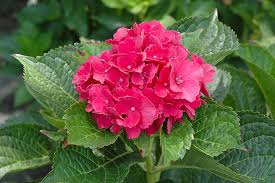 Image result for Mostuea microphylla