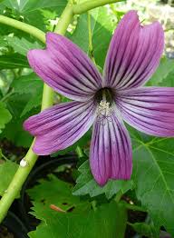 Image result for Malva
