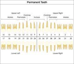 Dental Charts To Help You Understand The Tooth Numbering