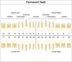 Dental Charts To Help You Understand The Tooth Numbering